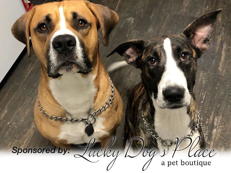 Harley & Diesel